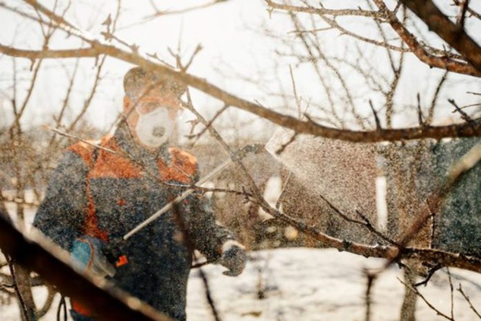 Cu ce să stropeşti trandafirii la final de februarie pentru a te bucura de flori până toamna târziu? E secretul floriştilor