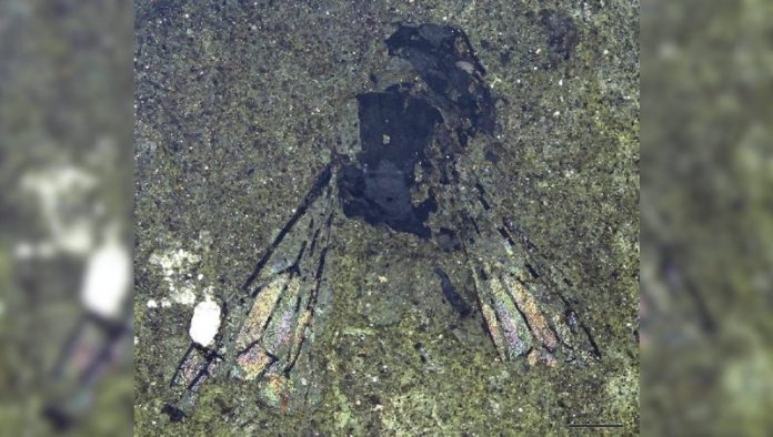 Descoperirea unei albine fosilizate de 14,6 milioane de ani: O descoperire științifică deosebită