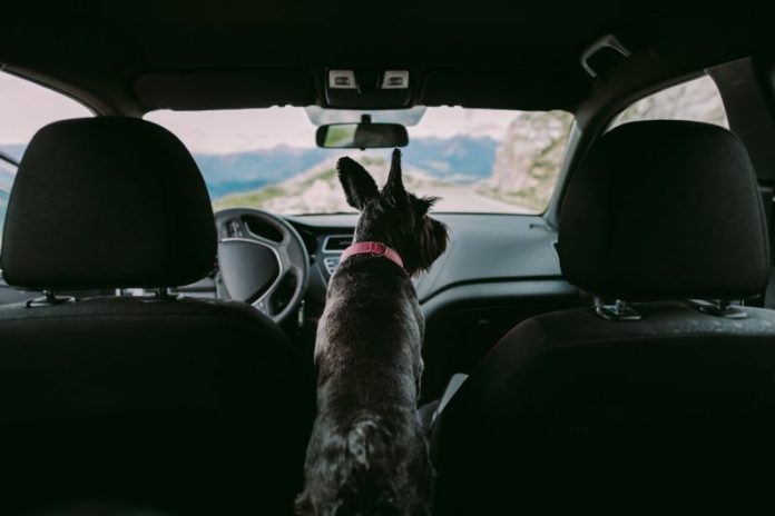 Amendă de peste 4.000 de lei pentru românii care transportă în mașină animalele de companie și nu respectă aceste reguli. Ce prevede Codul Rutier 2025