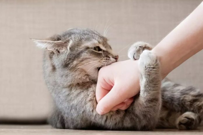 De ce pisica vrea să te muşte după ce v-aţi jucat. Semnalul de alarmă pe care îl trage, ce vrea, de fapt
