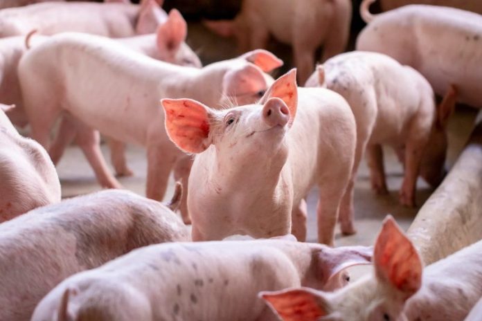 Inteligența artificială ne-ar putea ajuta să înțelegem animalele, în sfârșit. De ce începem cu porcii